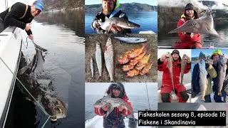 Fiskeskolen S8E16: Fiskene i Skandinavia — med Sakke Yrjölä